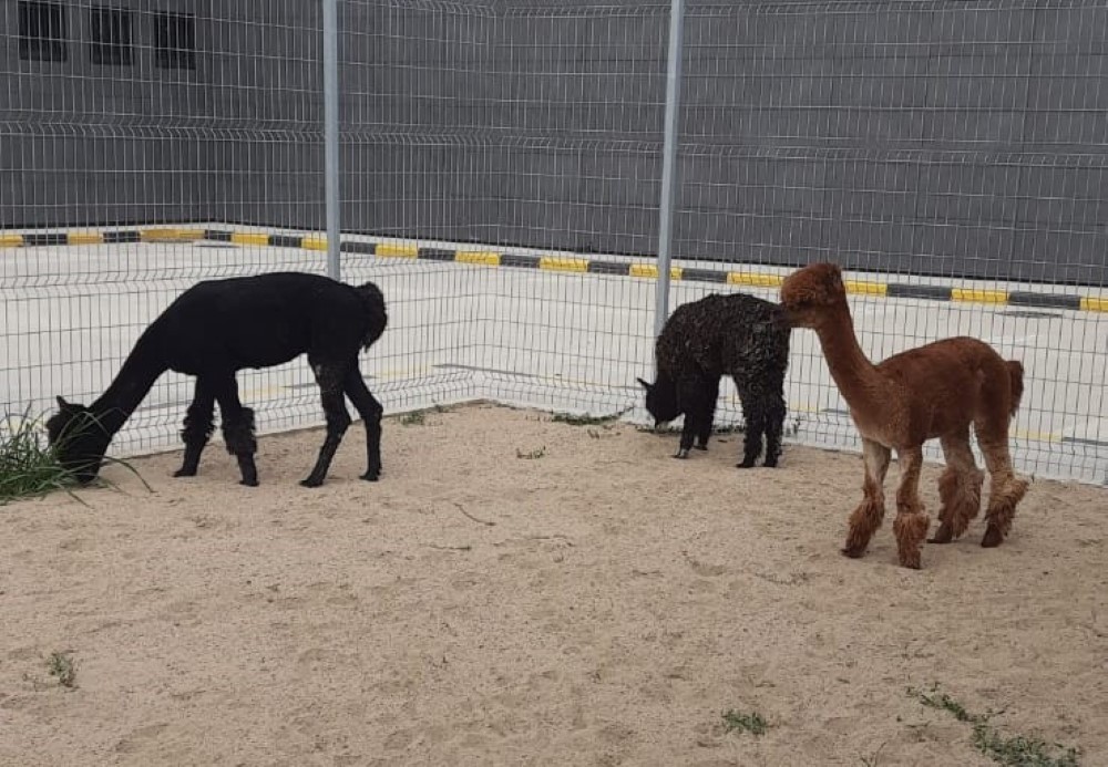 Sınır kapısında kanguru ve geyiğin de olduğu 42 cins hayvan ele geçirildi