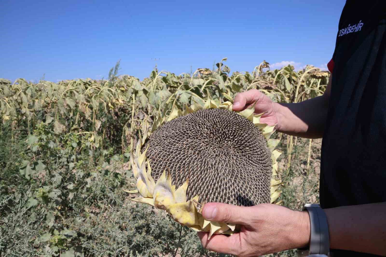 Bu yıl ayçiçeği hasadı için çiftçilerin umudu yüksek