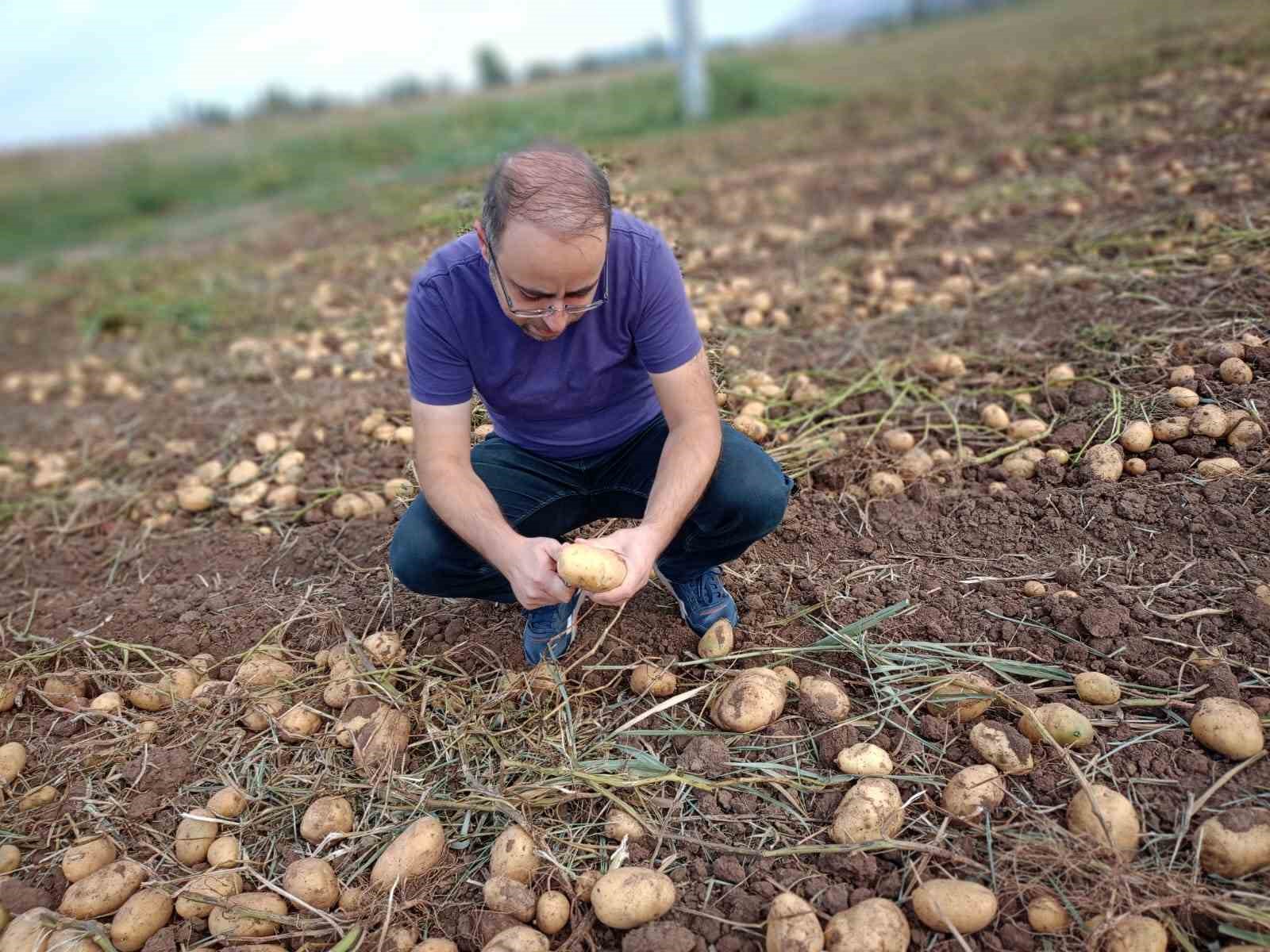 Beyşehir’de cipslik patates üretim alanlarında hasat başladı