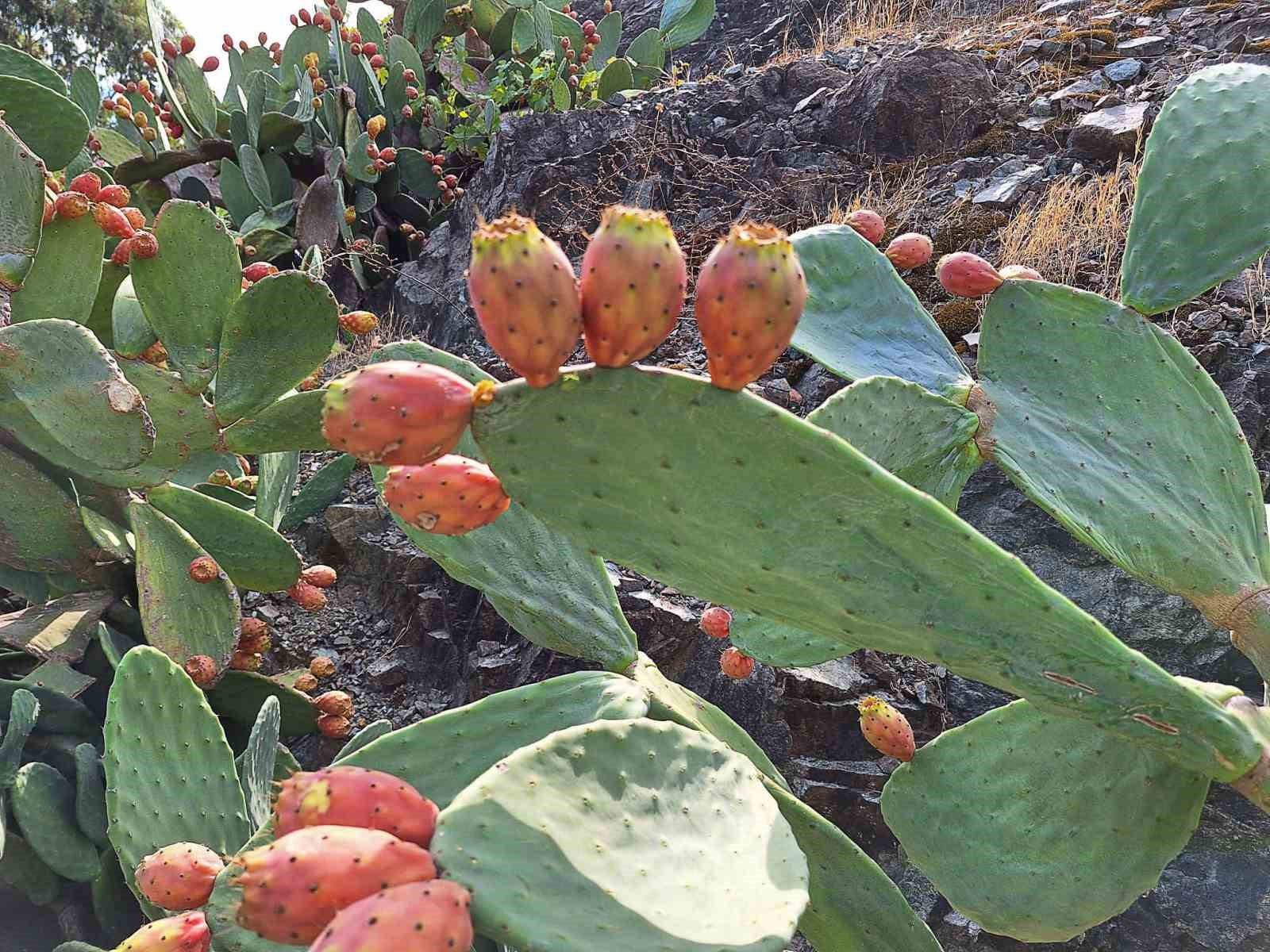 Muğla’da dikenli incir, ekonomiye kazandırılıyor