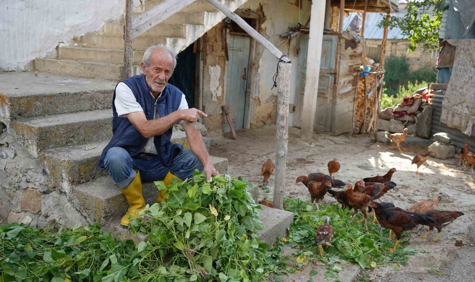 Ayılar köy merkezine indi: Yavru ayı kümesteki hayvanları, anne ayı ise fasulyeyi yedi