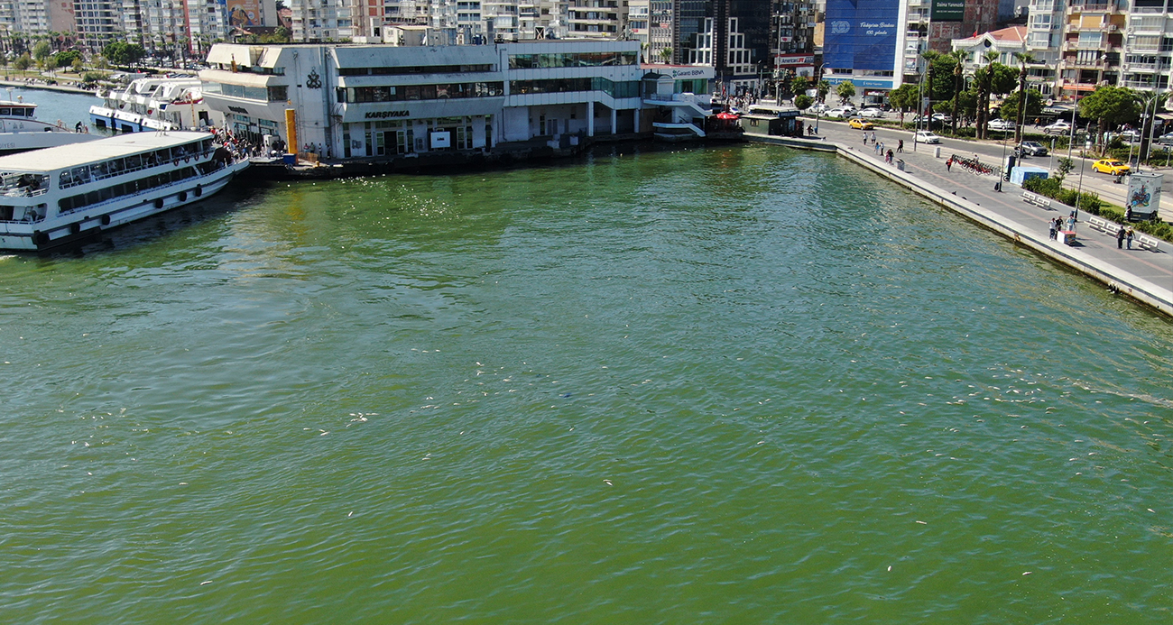 İzmir Körfezi’nde bilindik manzara: Yine binlerce ölü balık görüldü