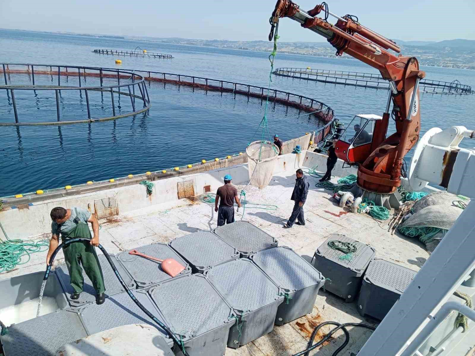 Samsun, ’Türk somonu’ üretiminde dünya markası haline geldi