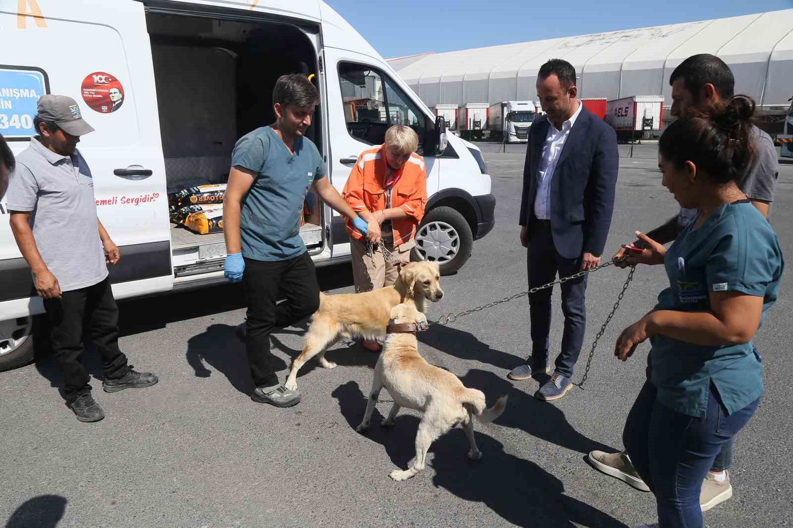 176 sokak köpeği bekçi köpeği oldu