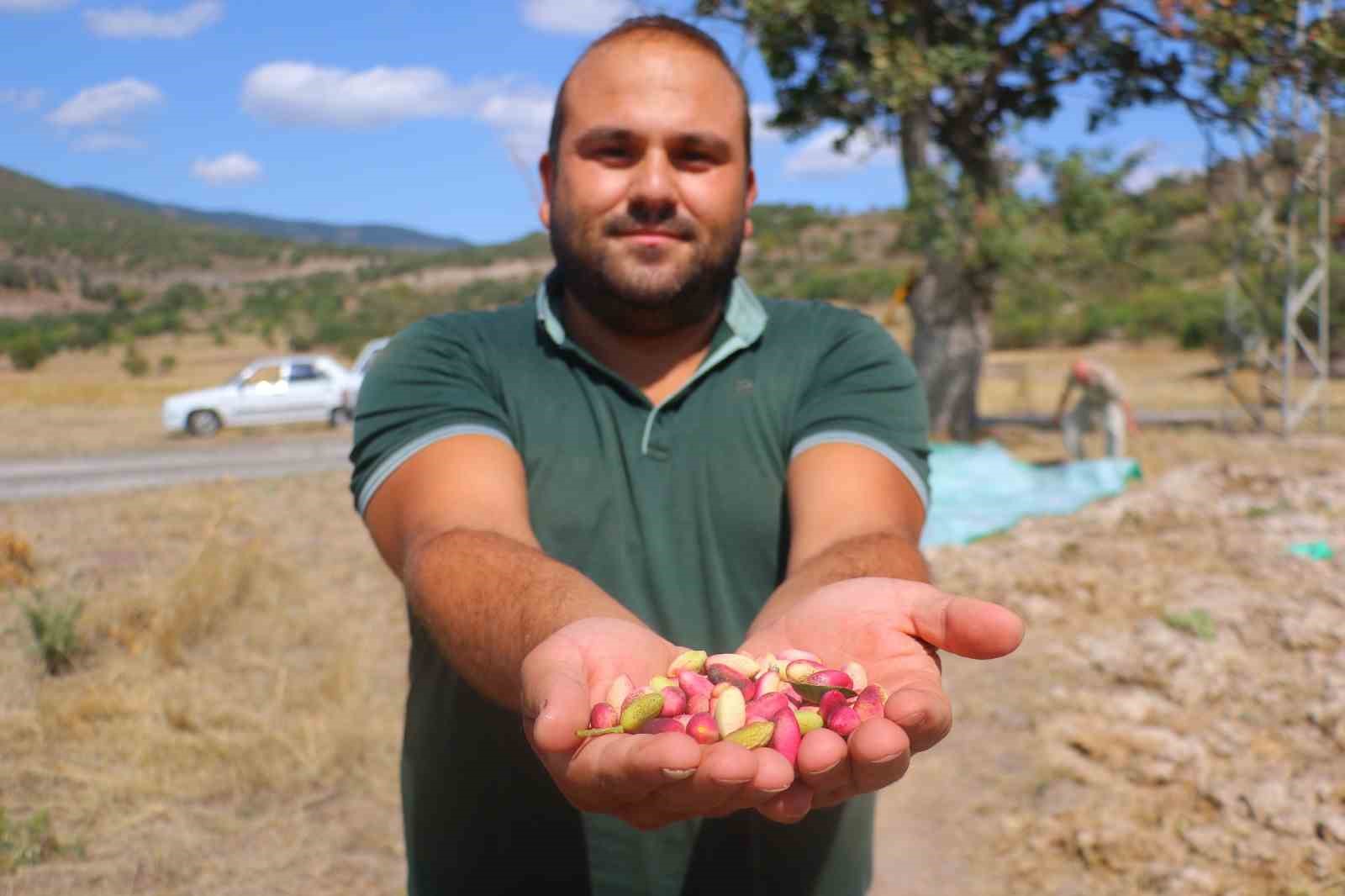 Başkentli çiftçiler ’yeşil altının’ üretim kapasitesinin artırılması için aşılama desteği bekliyor