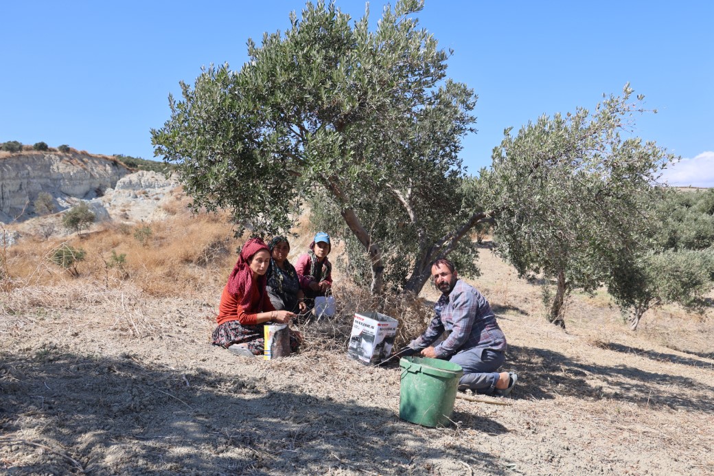 Depremin büyüklüğünü gösteren devasa yarığın ikiye ayırdığı bahçede tedirgin eden zeytin hasadı