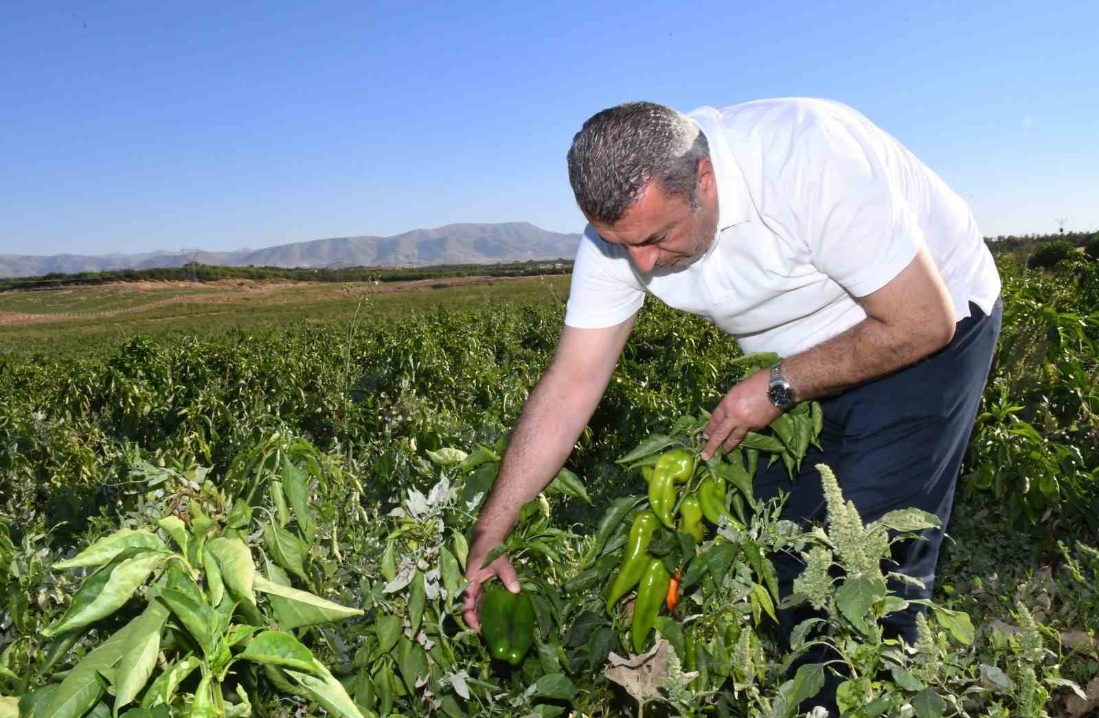 ABD’nin kapya biberi Malatya’dan