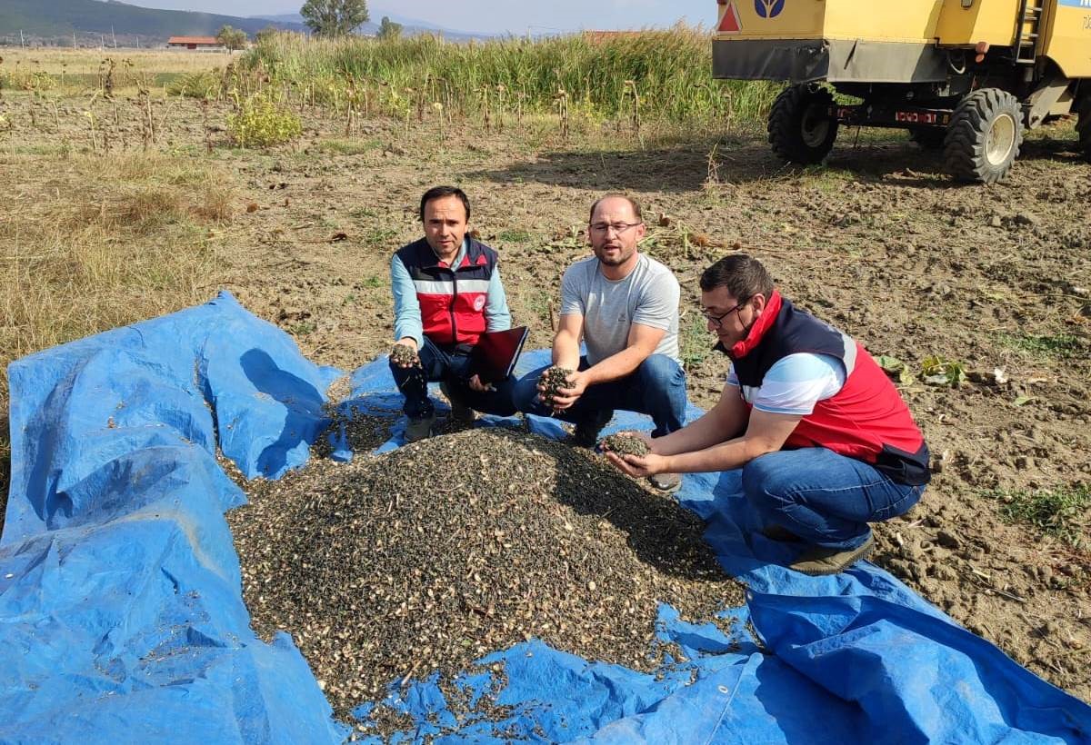 Simav’da yağlık ayçiçeği hasadına başlandı