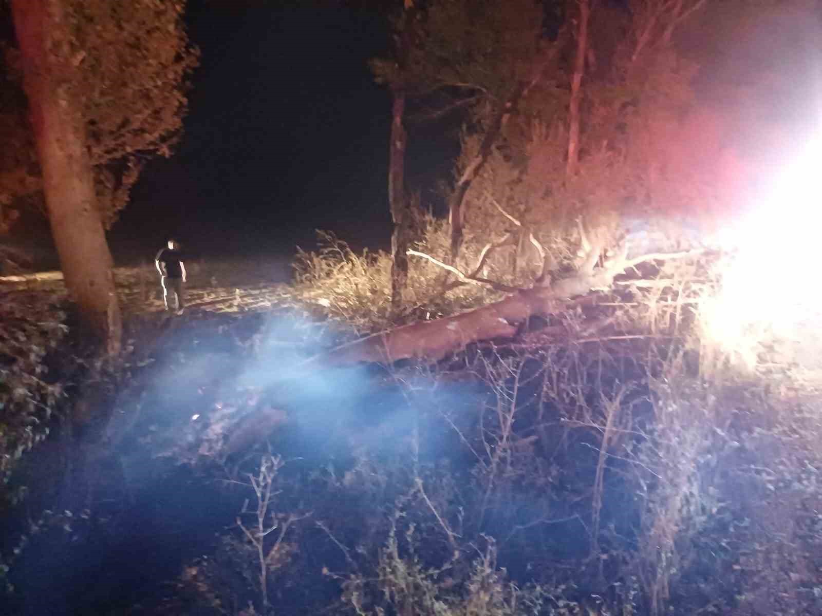 Anız yangını ağaçlara zarar verdi