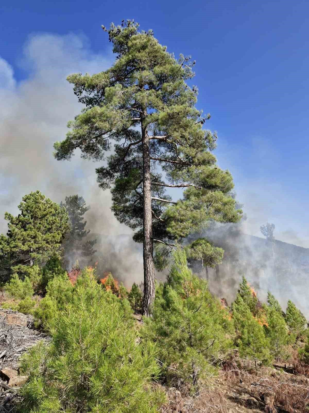 Muğla’nın Köyceğiz ilçesinde orman yangını