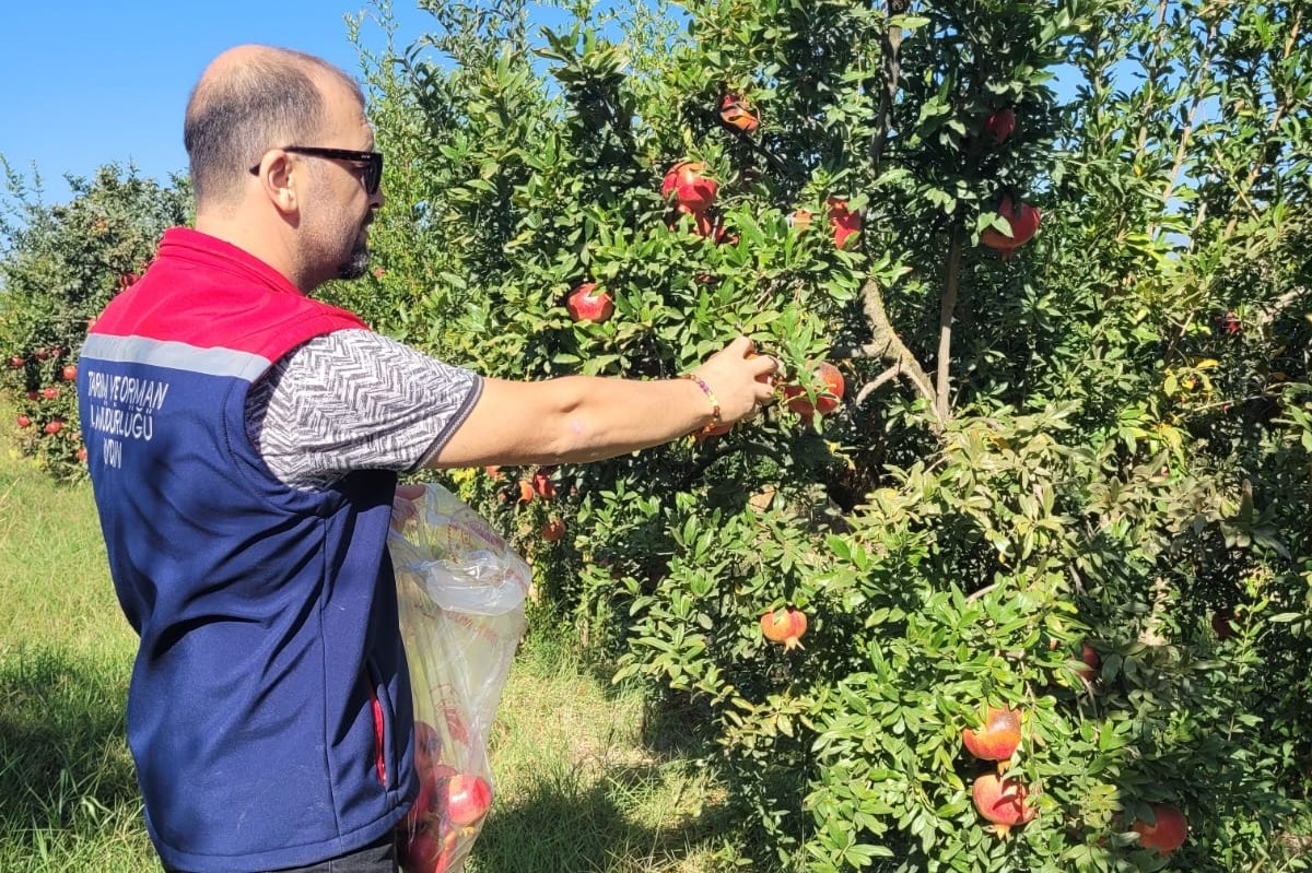 Aydın’da pestisit kalıntı analizi için nar numuneleri alındı