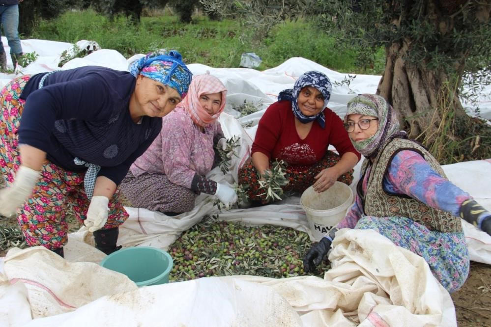 Sofralık zeytin üretiminin yüzde 10’unu Aydın karşılıyor