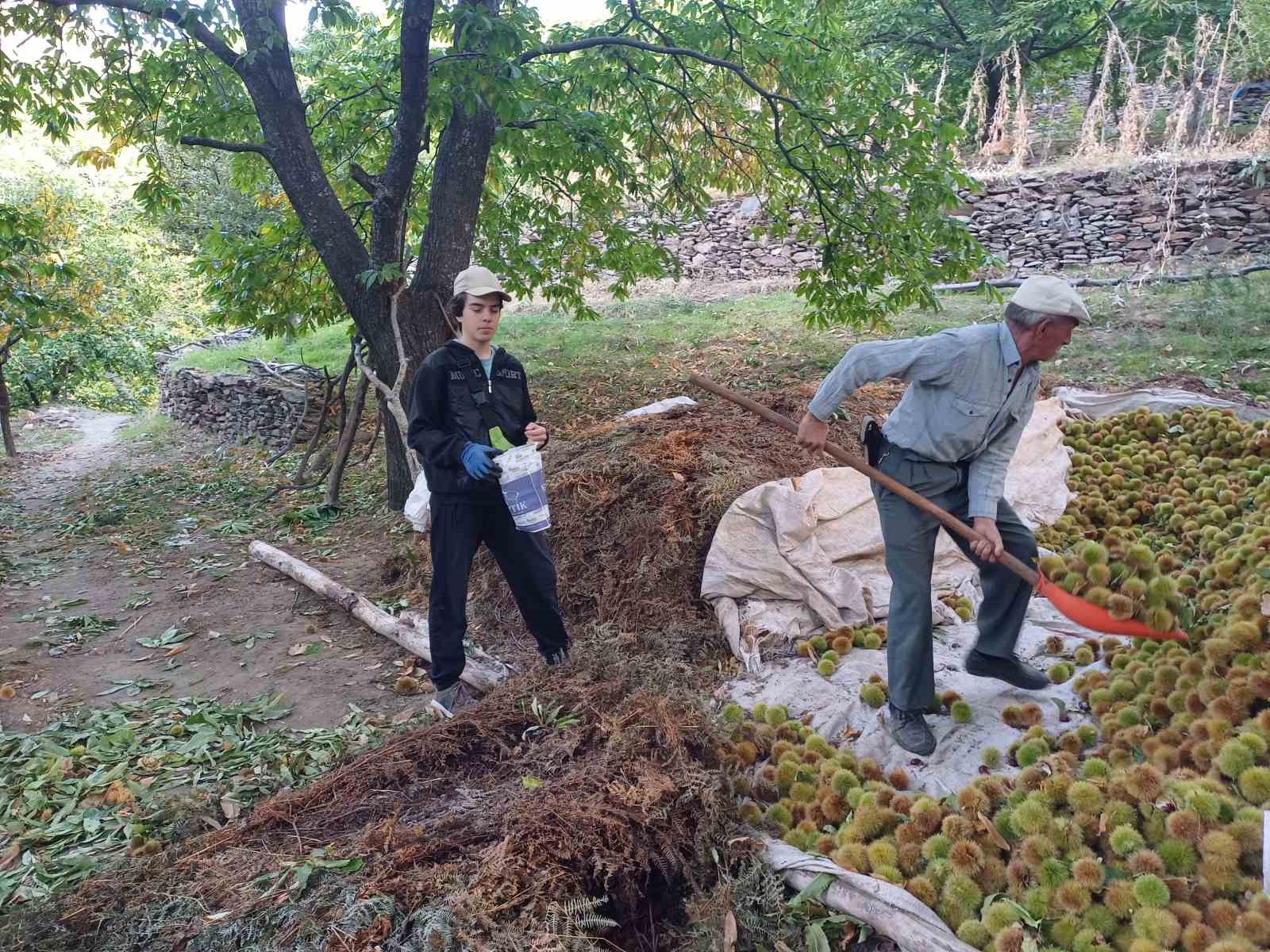 Köşk’te kestane hasadı devam ediyor