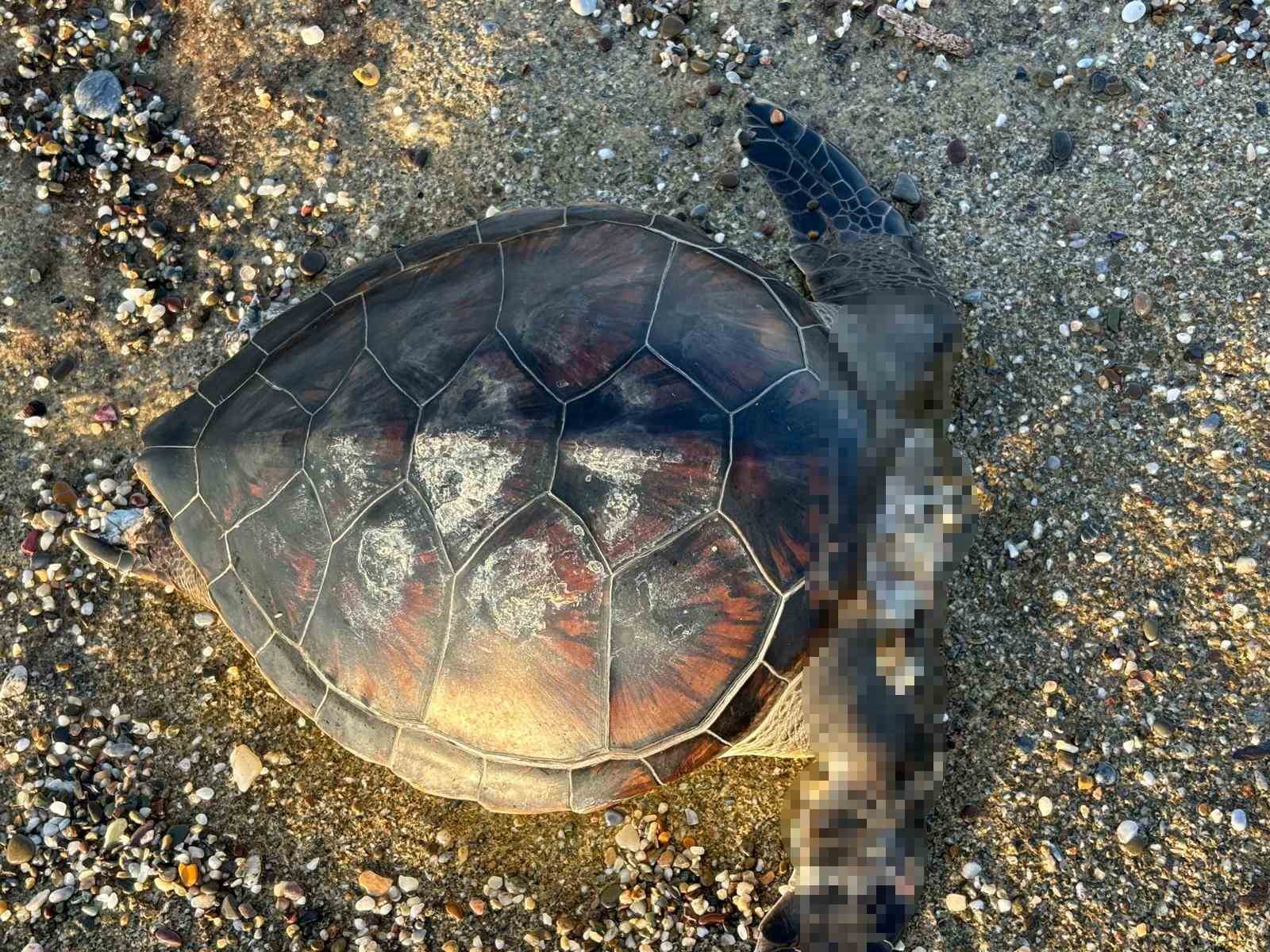 Alanya’da caretta caretta ölüsü bulundu