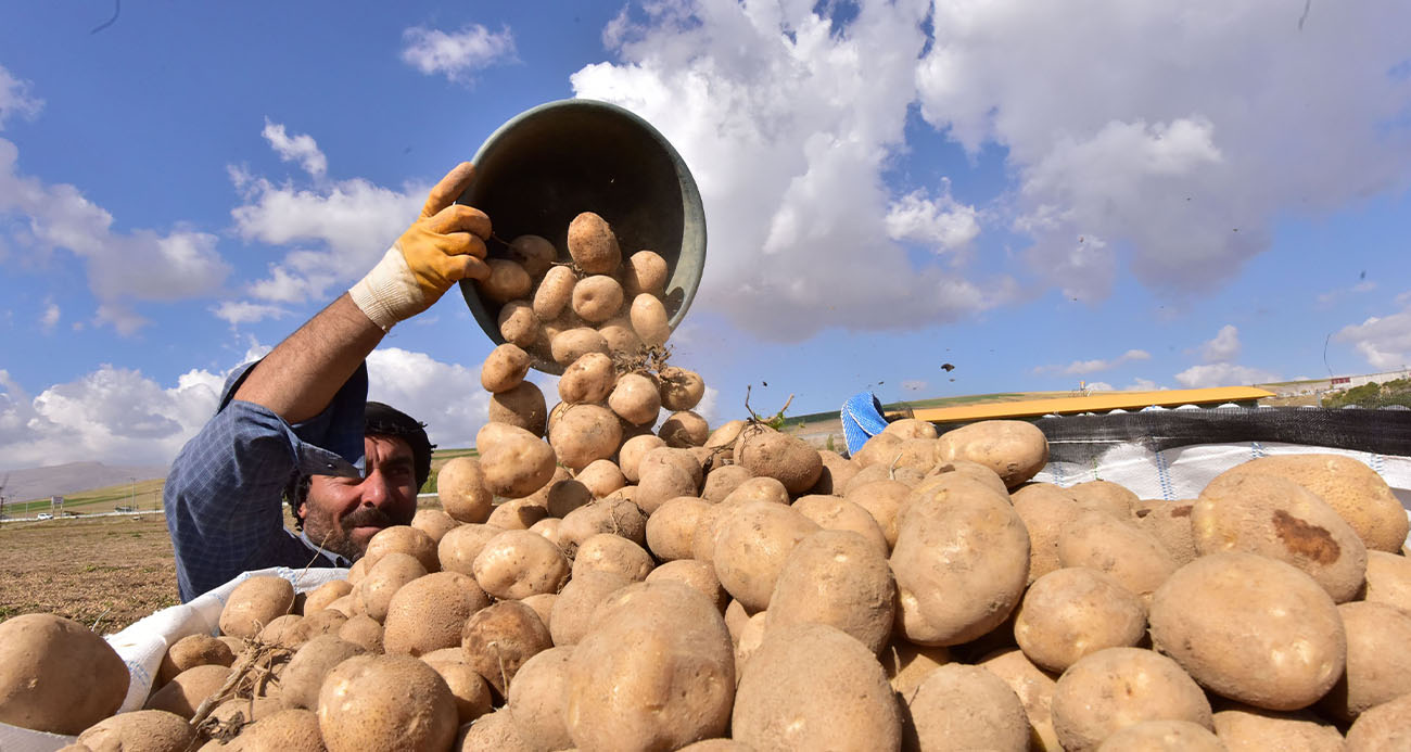 Türkiye’nin patates ambarlarından Ahlat’ta hasat başladı