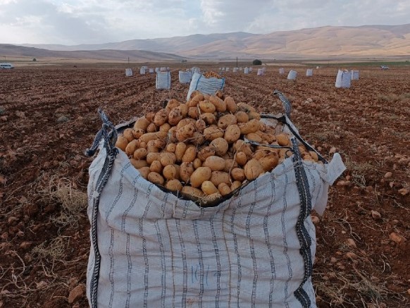 Darende’de patates hasadına başlanıldı