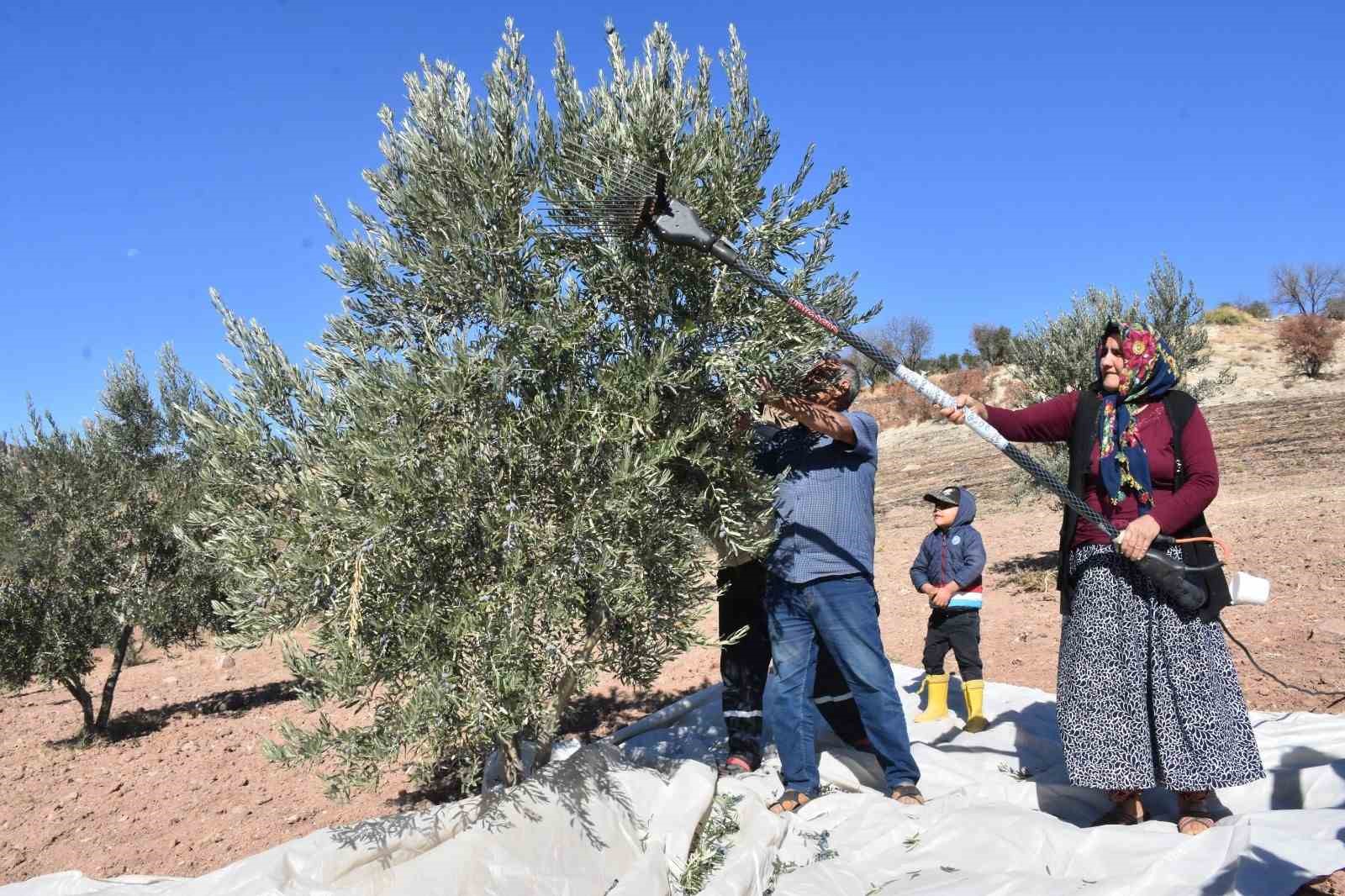 Gaziantep’te zeytin hasadı başladı