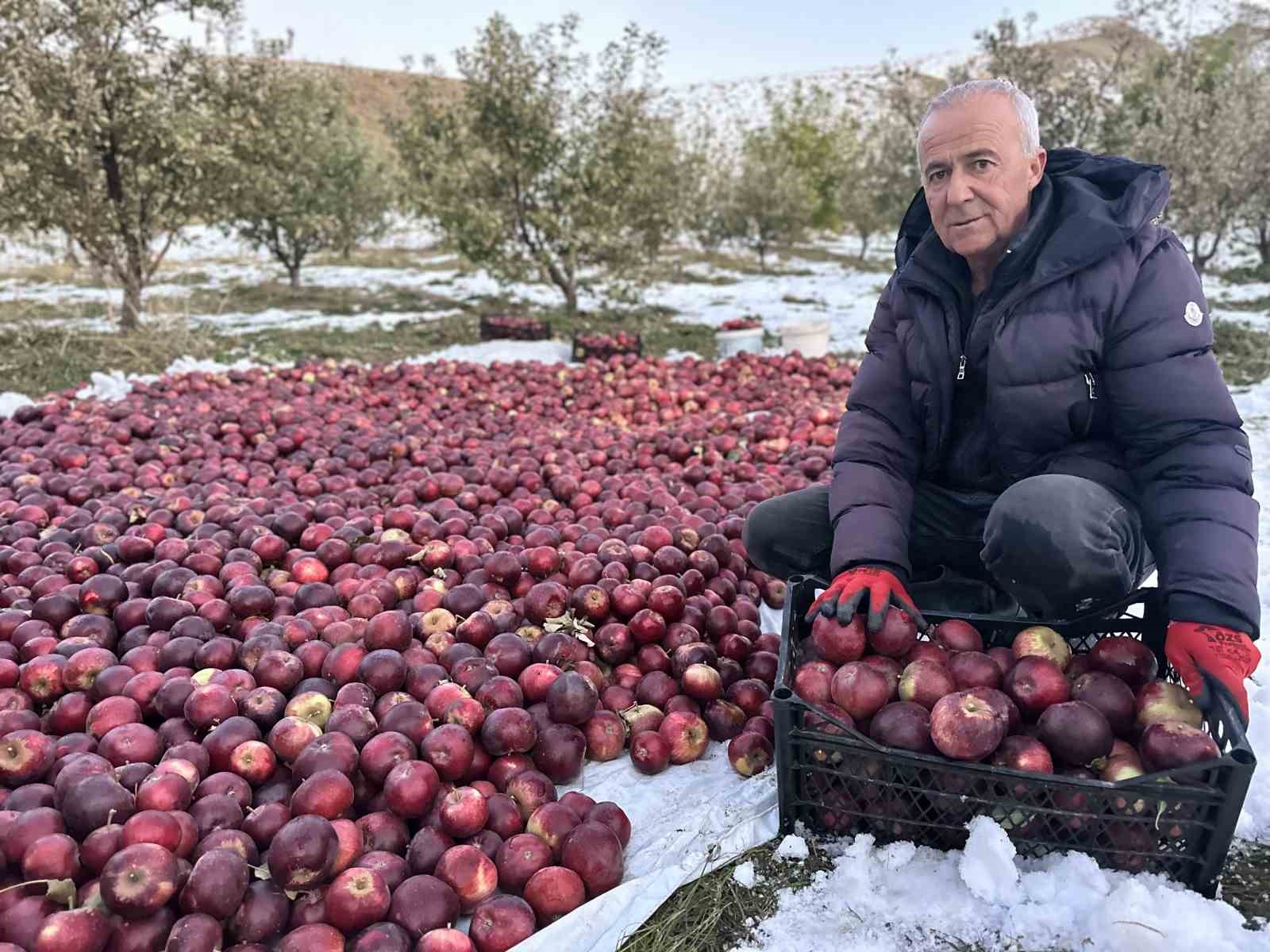 Karlı dağlarda zorlu elma hasadı