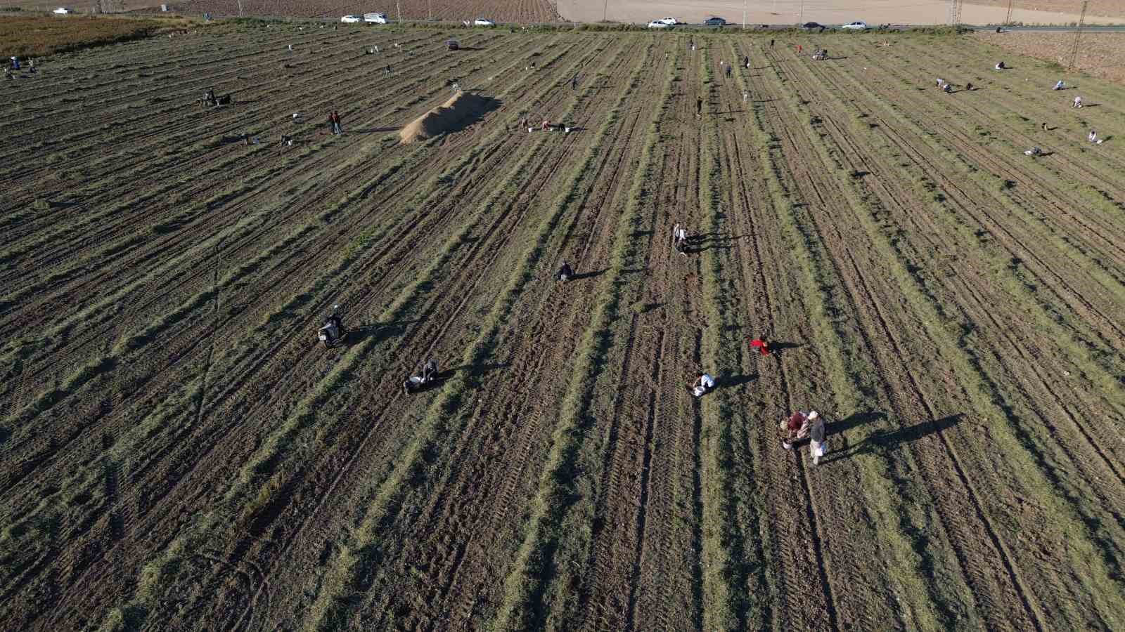 30 dönümlük yer fıstığı tarlasında hasadını yapan çiftçi, geri kalanını vatandaşa bırakınca duyan akın etti