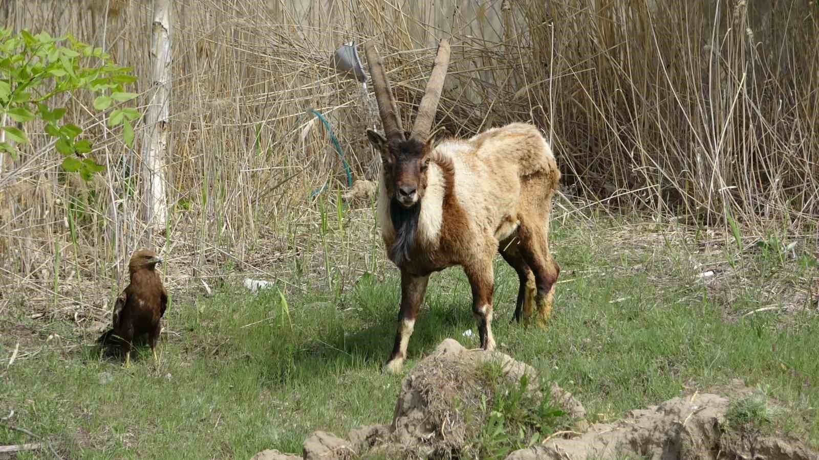 Van’da 400 yaban hayvanı tedavi edildi: Yüzde 60’ı doğaya dönüş yaptı