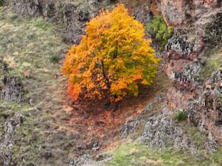 Tunceli’de, koruma altındaki yaban keçileri ile ayı dron kamerasında