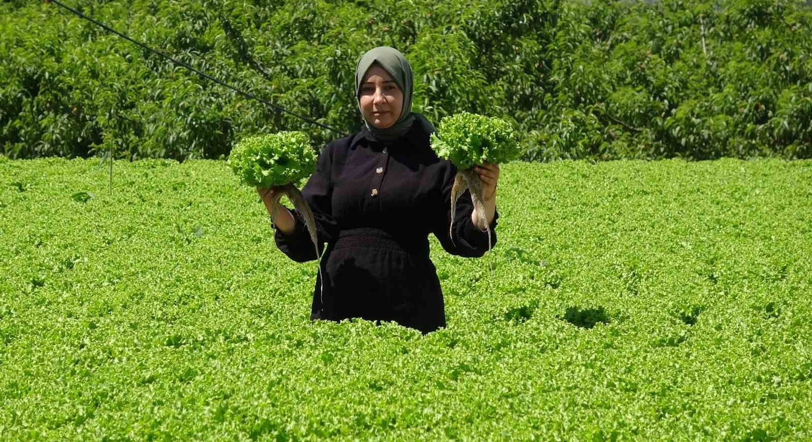 Erzincan’da marul hasadı başladı