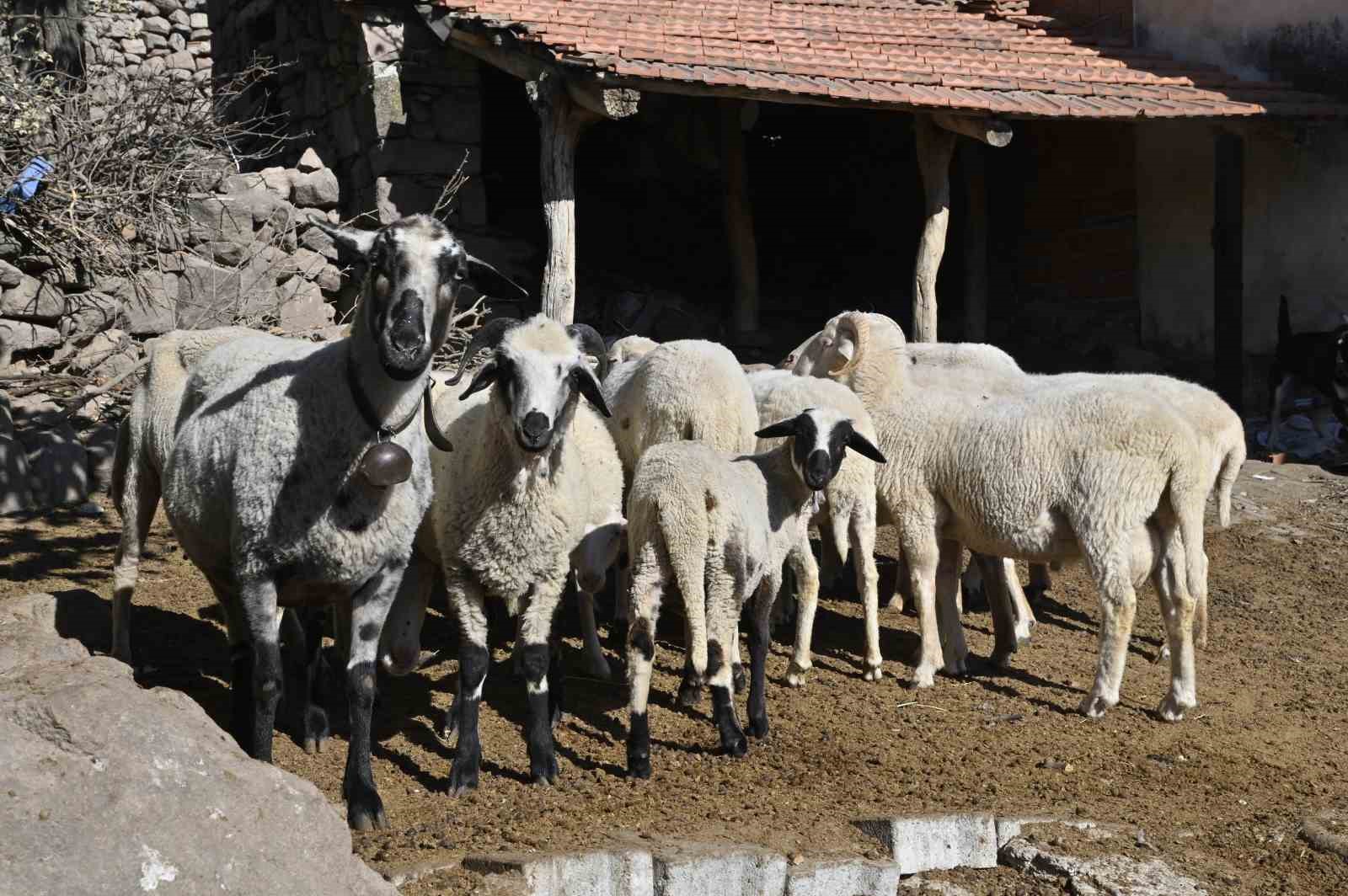 Manisa’da ‘Mavi Dil’ hastalığıyla mücadelede ediliyor