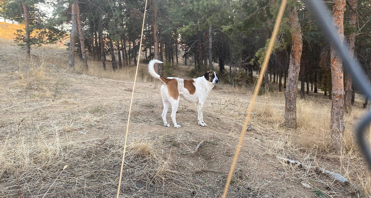 'Köpek teröründen adım atamıyoruz'