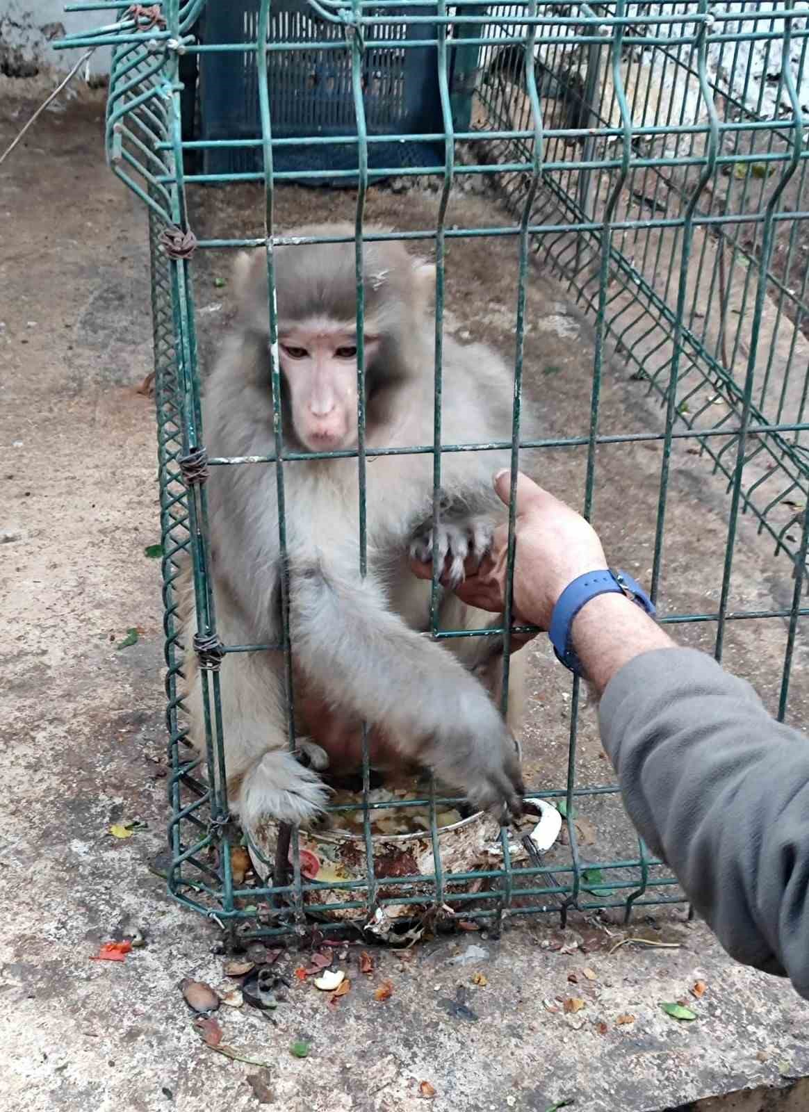 Antalya’da izinsiz Rhesus Maymununu besleyen şahsa 8 bin 322 lira para cezası uygulandı