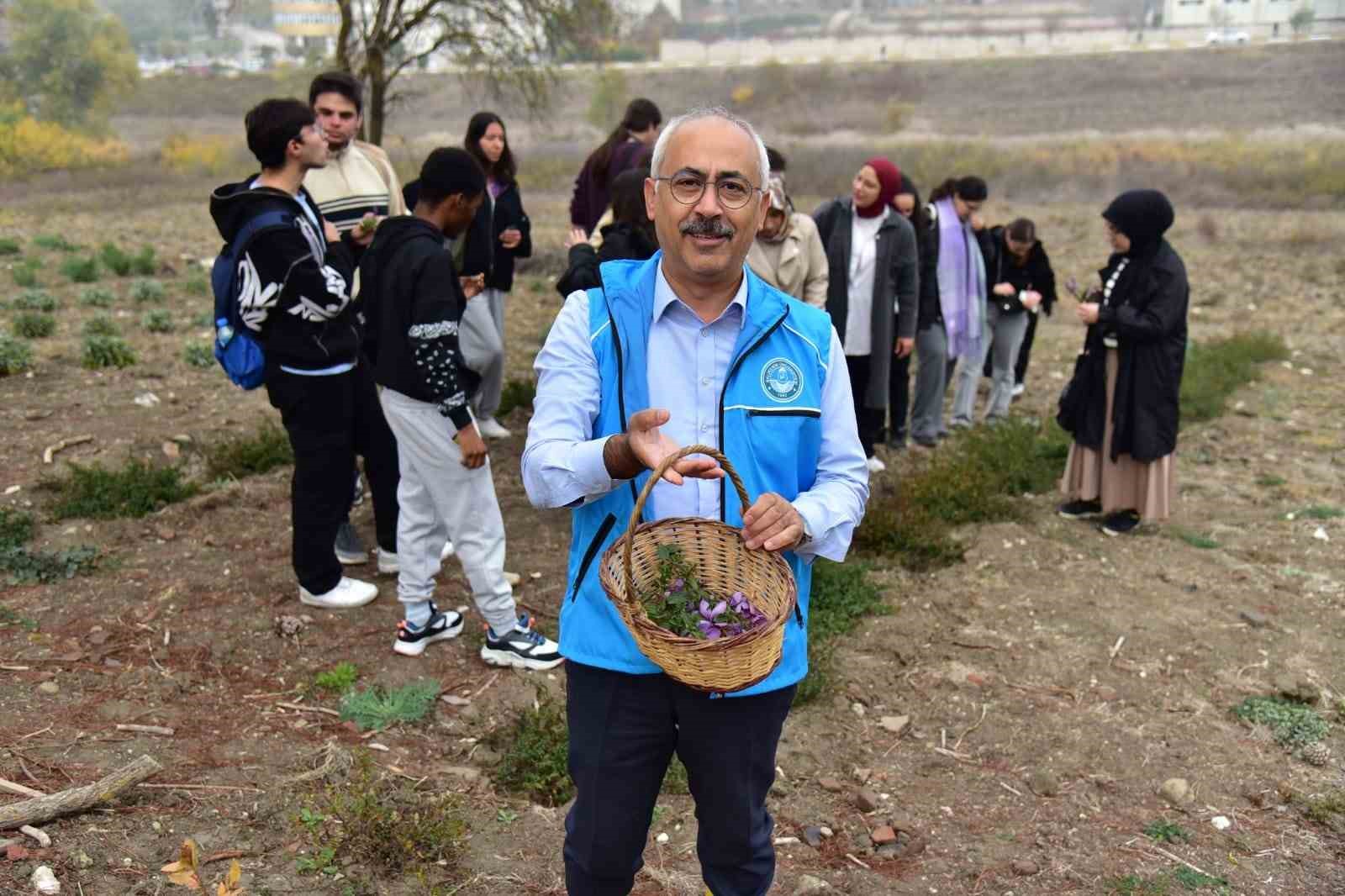 Balıkesir’de botanik bahçesinde ilk safran hasadı yapıldı