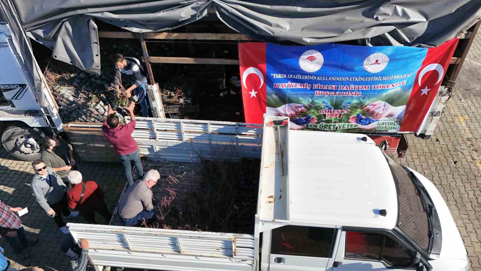 Giresun’da Maviyemiş üretimi artıyor