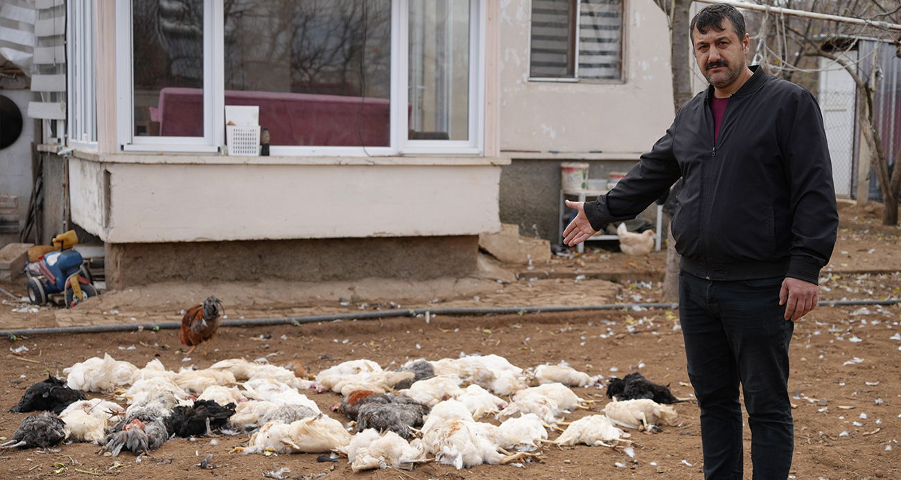 Tavukları için bağ evine geldi, gördüğü manzara karşısında şoke oldu: Sokak köpeği dehşeti kamerada