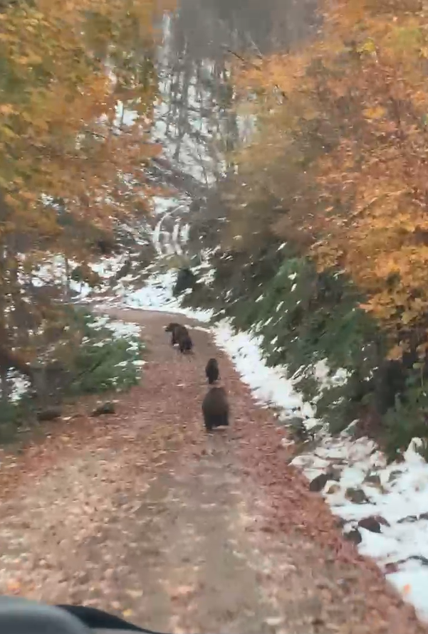 Yalova’da boz ayı ve 3 yavrusu kameralara takıldı