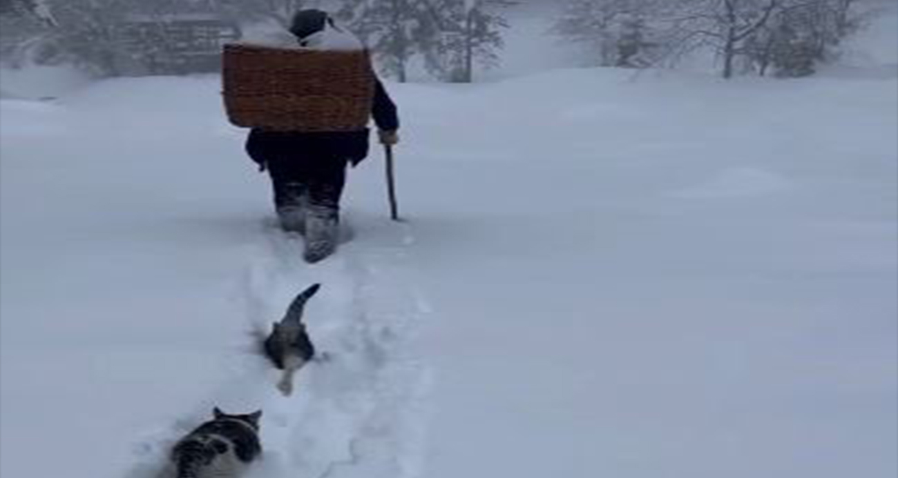 Artvin’de mezrada mahsur kalan kedileri için karlı yolları aşarak yiyecek taşıyor