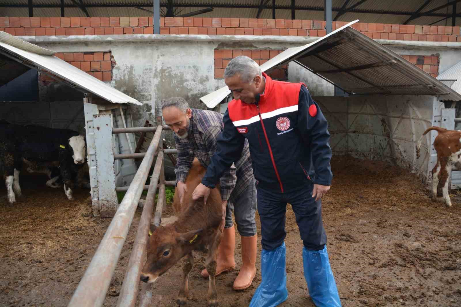 ’Jersey’ projesiyle süt üretimi ve hayvansal üretimden elde edilen gelir arttı