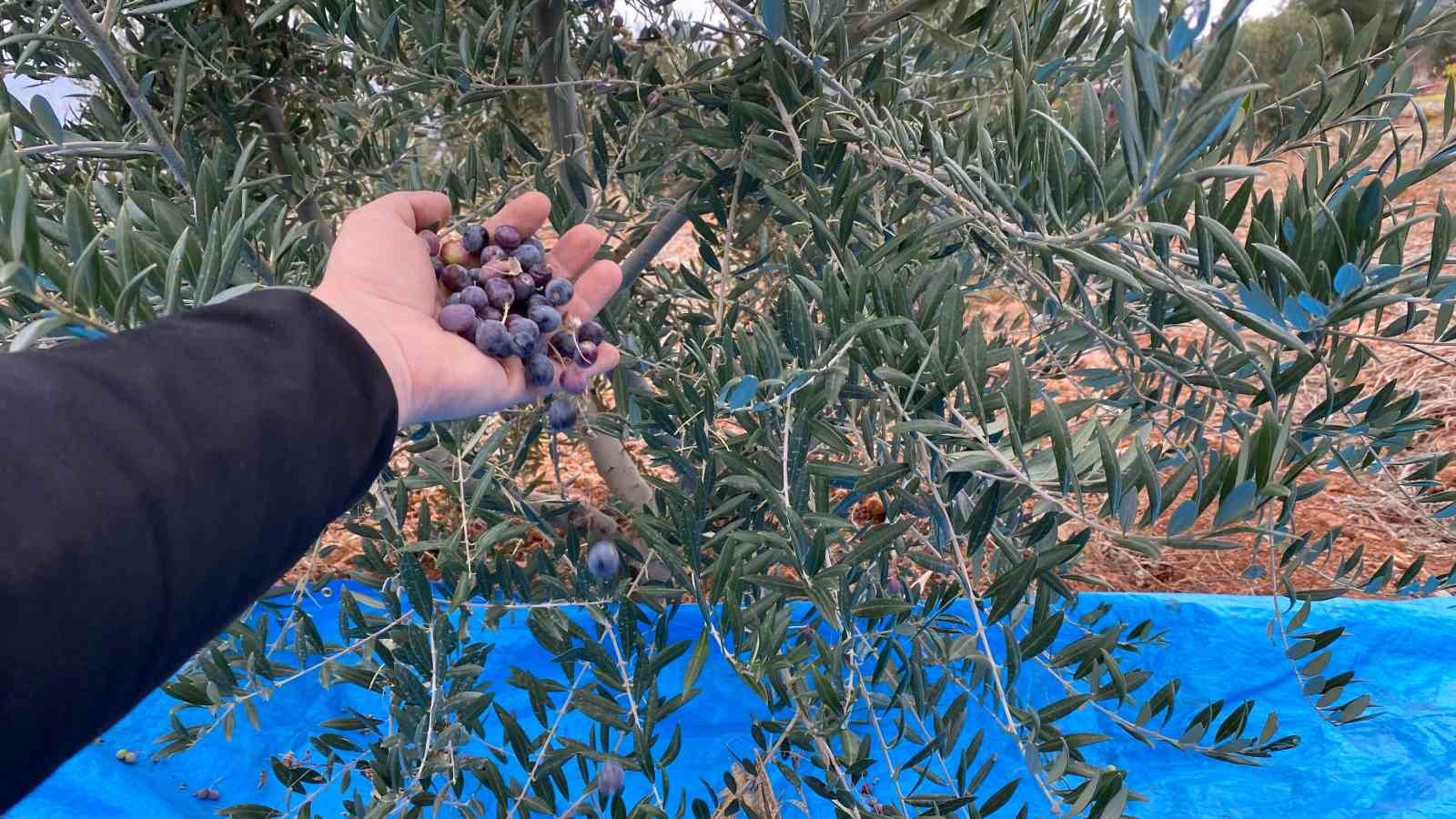 Mayıslar Mahallesi’nde soğuk havaya rağmen 300 kilo zeytin zeytin hasat edildi