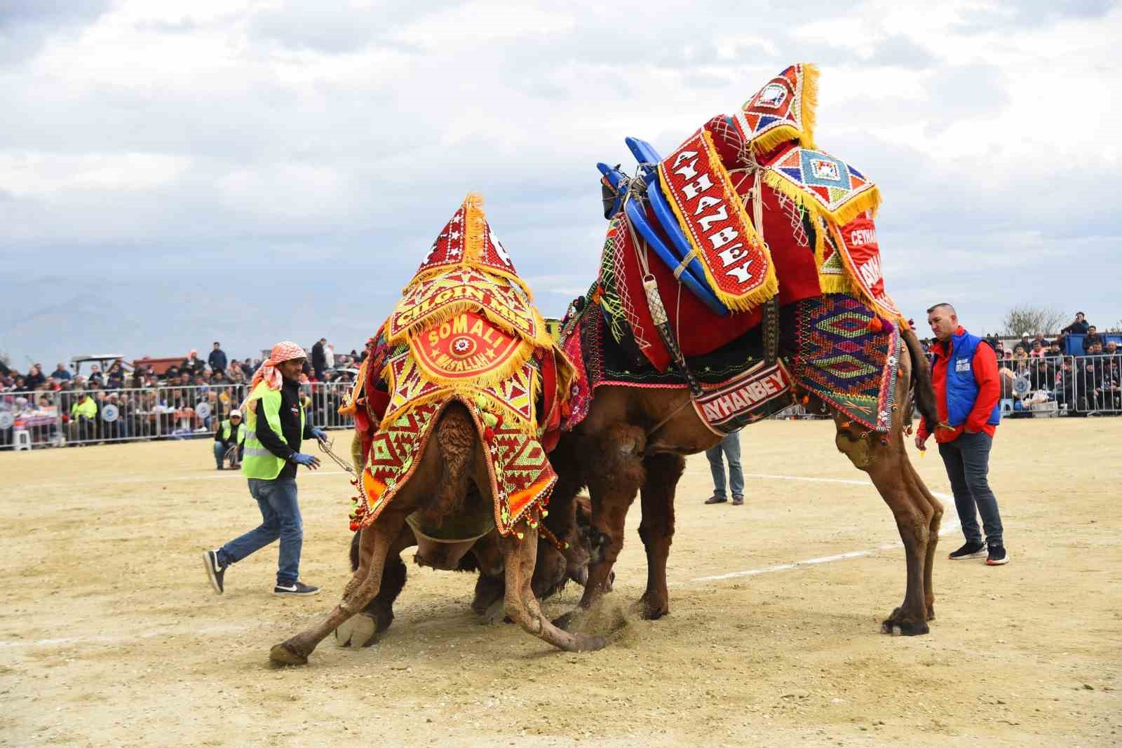 Efeler’deki deve güreşi festivali ertelendi