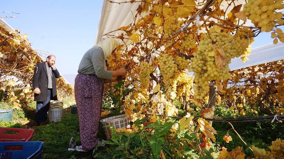 Yeni yılın ilk sofralarını Manisa’nın üzümü tatlandıracak