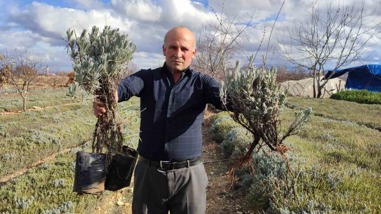 Yılda 2 milyon fidan üretiyor