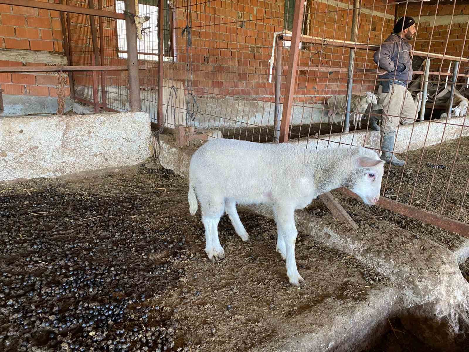 Çanakkale’de Kuzu 5 Ayaklı Doğdu