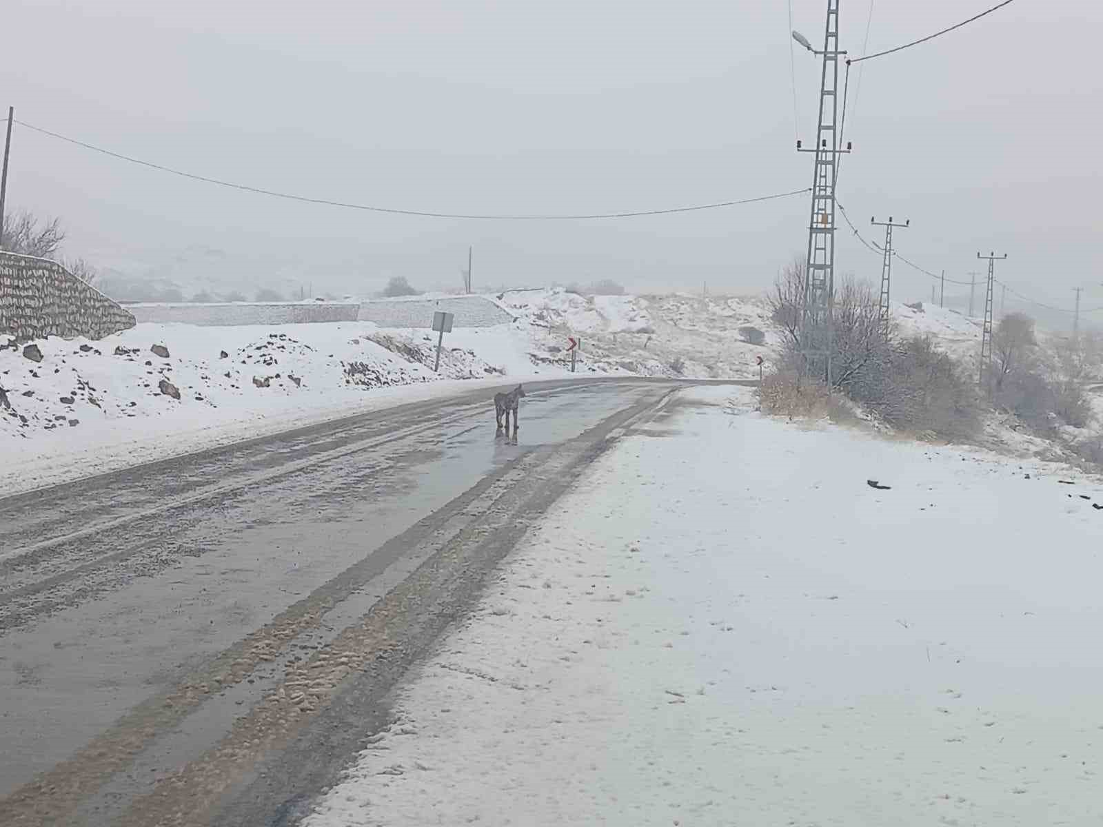 Malatya’da nesli tükenmekte olan vaşak görüldü