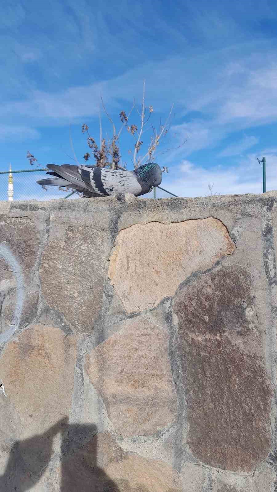 Muş’taki Göletli Park’ta bir güvercin donarak öldü