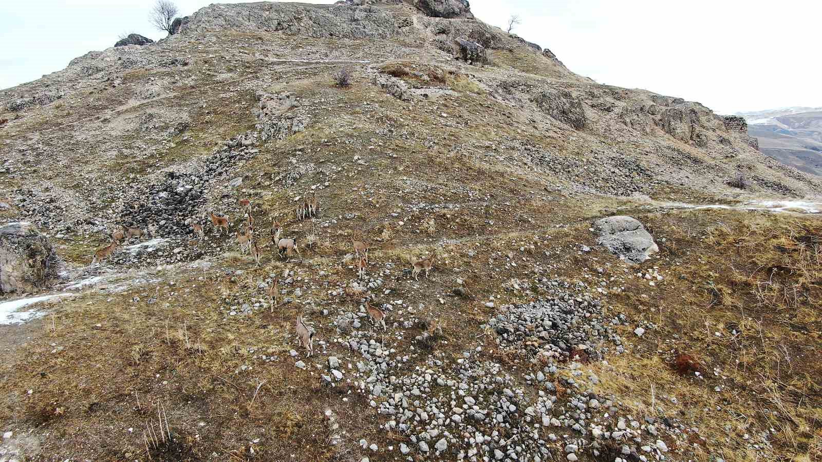 Elazığ’daki Palu Kalesi’nde dağ keçileri dronla havadan görüntülendi