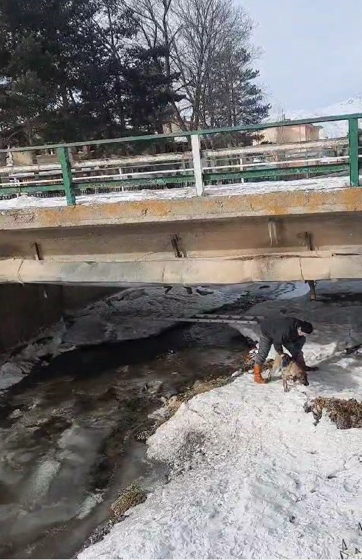 Buz tutan Çoruh Nehri’nde baba ve çocuklarının yürekleri ısıtan köpek kurtarma operasyonu