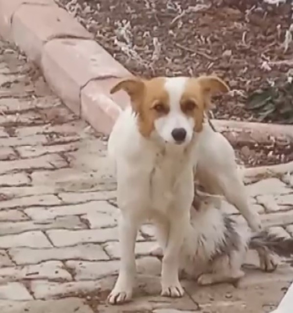 Yavru kediyi ‘Çiko’ isimli depremzede köpek emziriyor