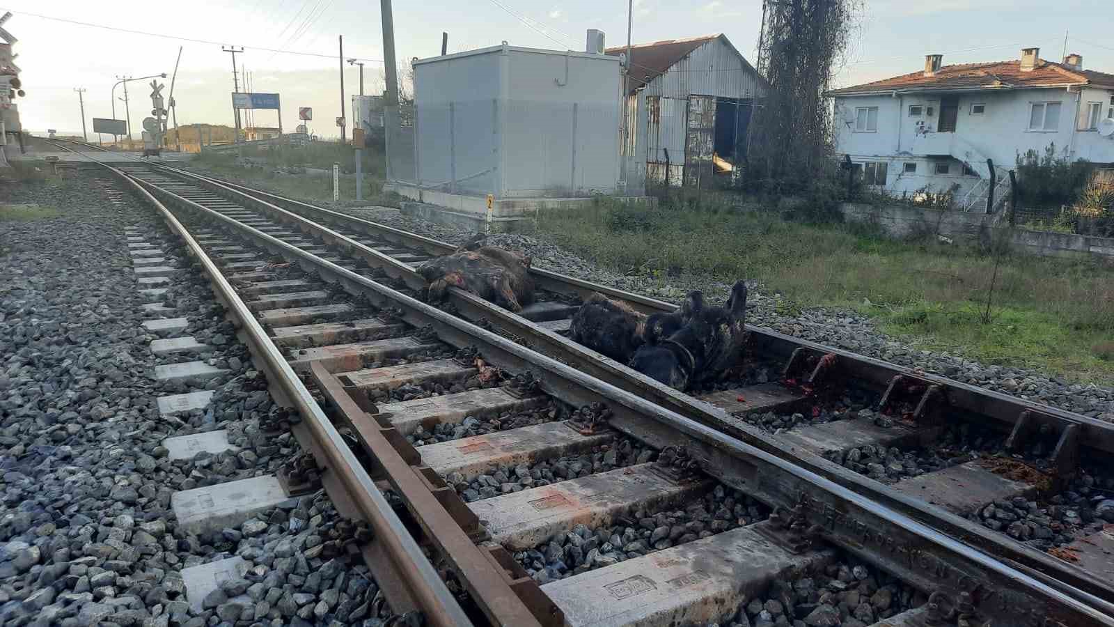 Başıboş halde dolaşan iki büyükbaş hayvana tren çarptı