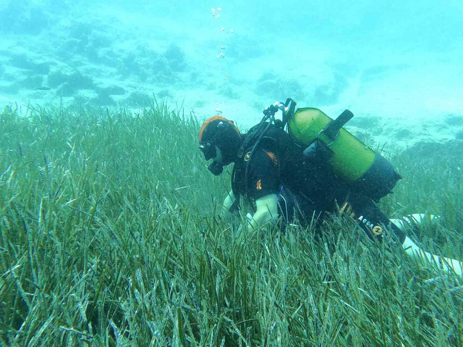 Saros ve Göcek’te deniz çayırları ve mercan habitatlarının korunması çalışmaları devam ediyor