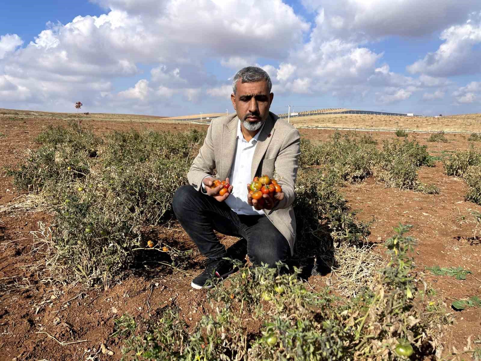 Şanlıurfa’nın kıraç arazilerinde yetişen bej domates koruma altına alınıyor