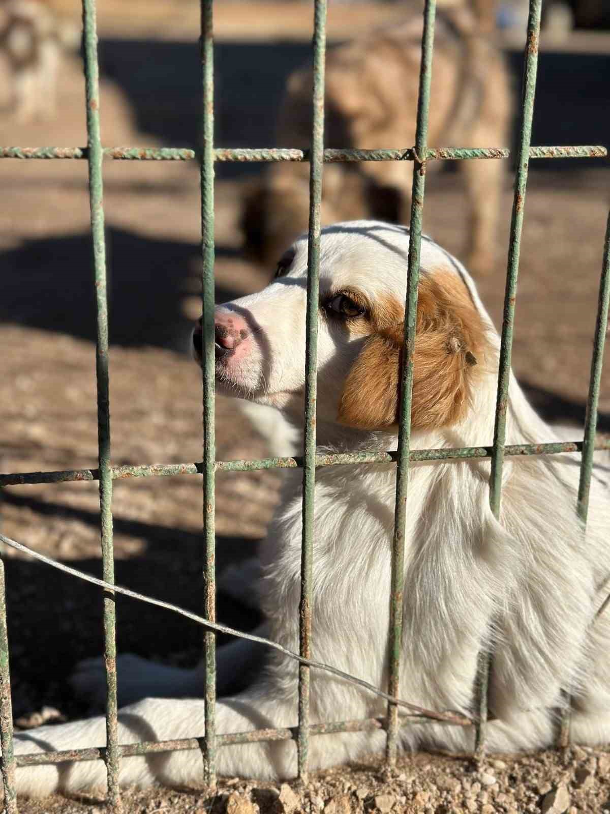 “Barınaktan Okullara Sevimli Dost” projesi kabul edildi