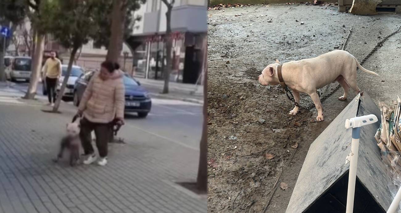 Avcılar’da ağızlıksız gezdirilen pitbull köpek kediyi parçaladı, sahibi gözaltına alındı